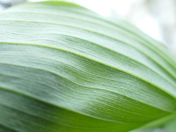 hairs-on-veins-of-leaf-underside-a-key-id-feature-for-hairy-solomon-s